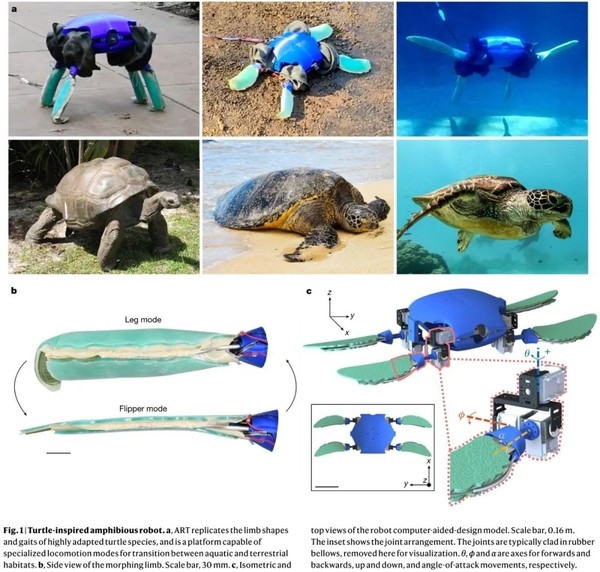 耶鲁两栖机器龟登上自然杂志封面：可变形 能爬行游泳