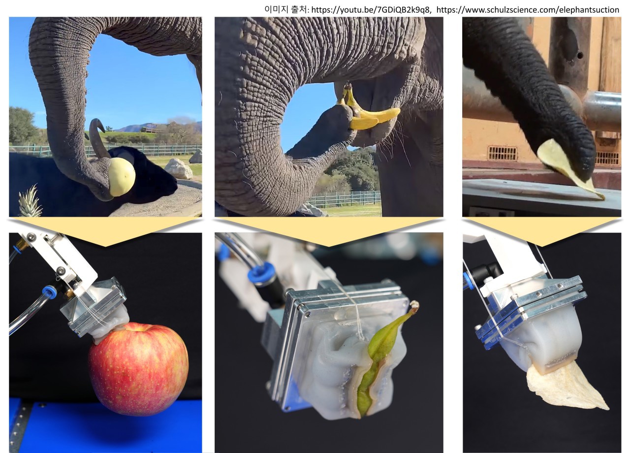 Images of how the newly-developed elephant’s trunk-like gripper resembles the way an elephant uses its trunk to pick up and hold objects (Korea Institute of Machinery and Materials)
