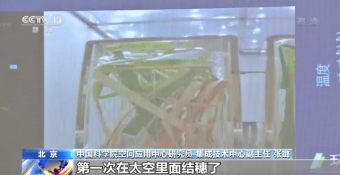 中国空间站科学技术试验研究新进展：水稻第一次在太空结穗